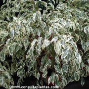 Ficus benjamina starlight