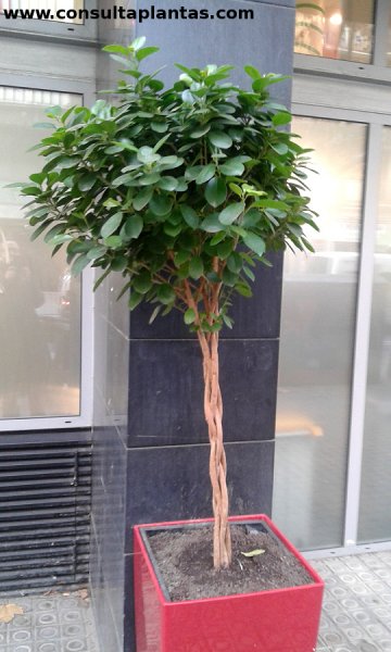 Plante d'intérieur Ficus deltoidea