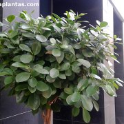 Ficus deltoidea