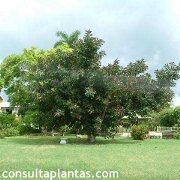 Ficus elastica