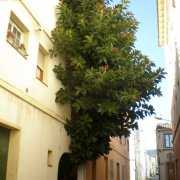 Ficus elastica