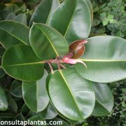 Ficus elastica