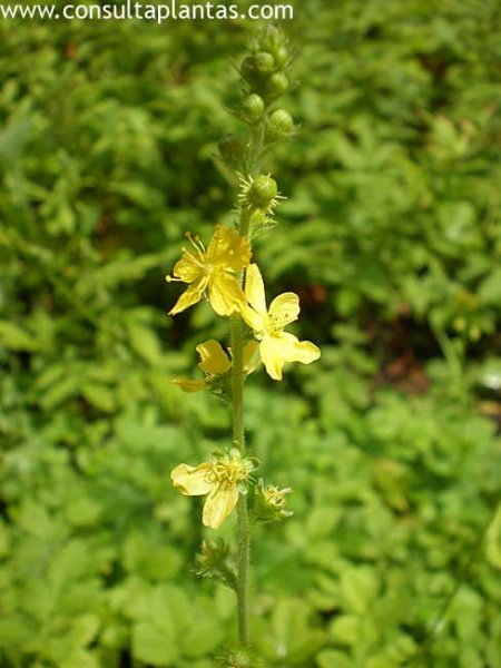 Agrimonia eupatoria