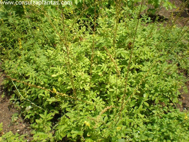 Agrimonia eupatoria