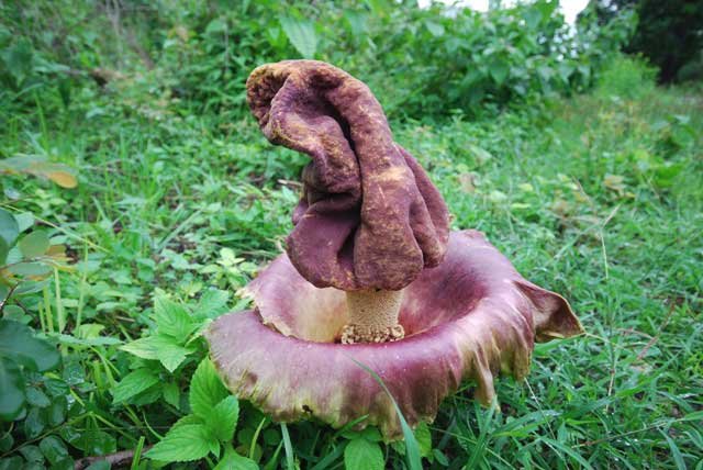 Amorphophallus paeoniifolius