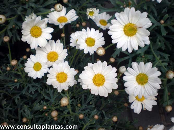 Anthemis cotula
