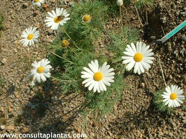 Argyranthemum foeniculaceum