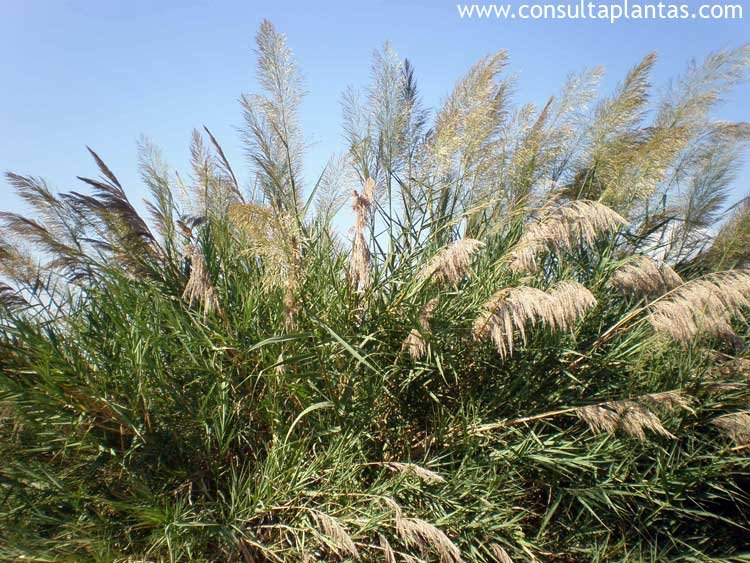 Arundo mediterranea