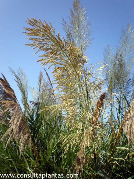 Arundo mediterranea