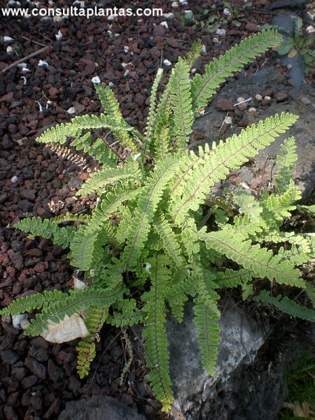 Astrolepis sinuata