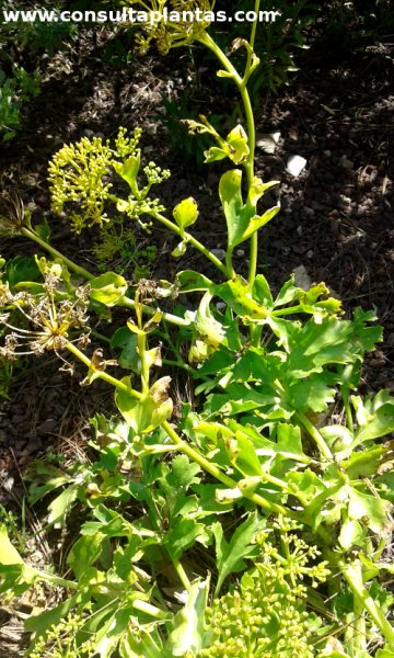 Astydamia latifolia