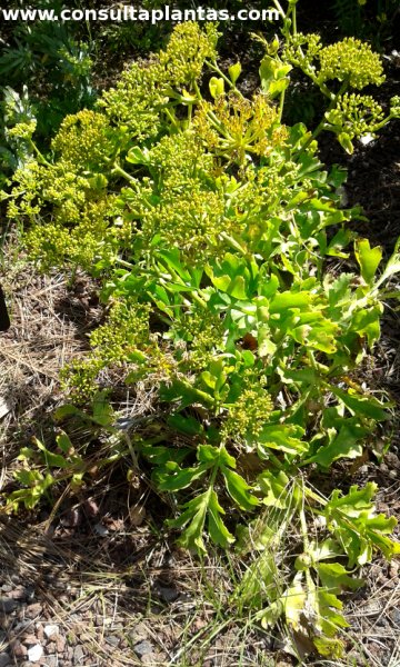 Astydamia latifolia