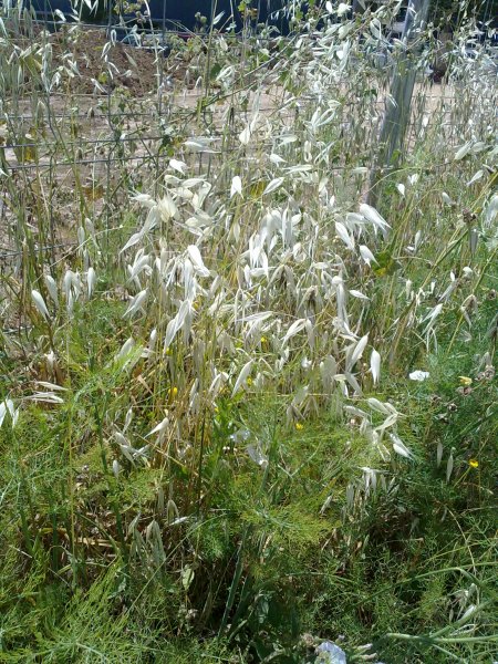 Avena sterilis