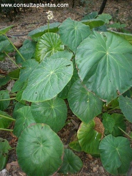 Begonia nelumbiifolia