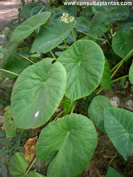 Begonia nelumbiifolia