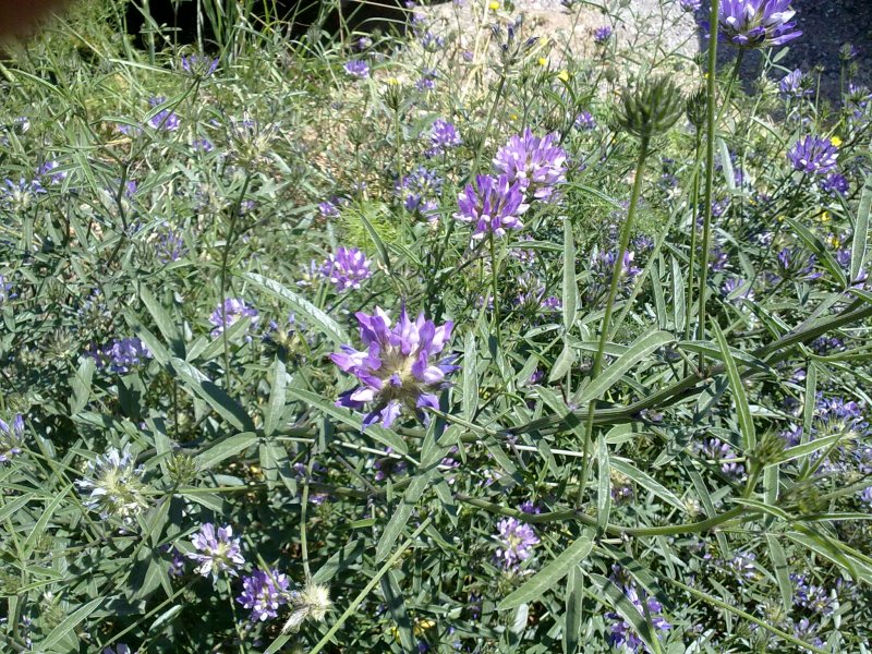 Bituminaria bituminosa