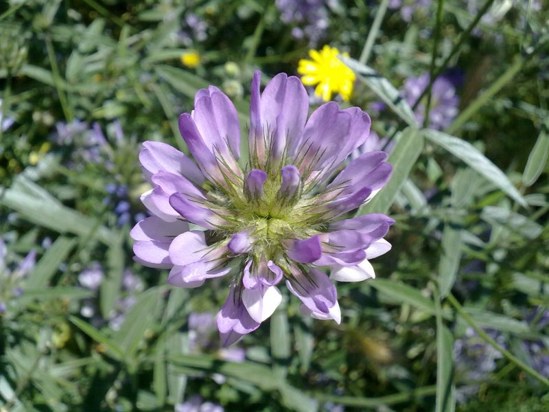 Bituminaria bituminosa