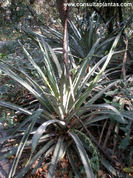 Bromelia pinguin