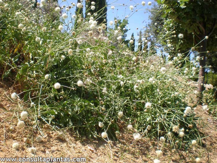 Cephalaria squamiflora