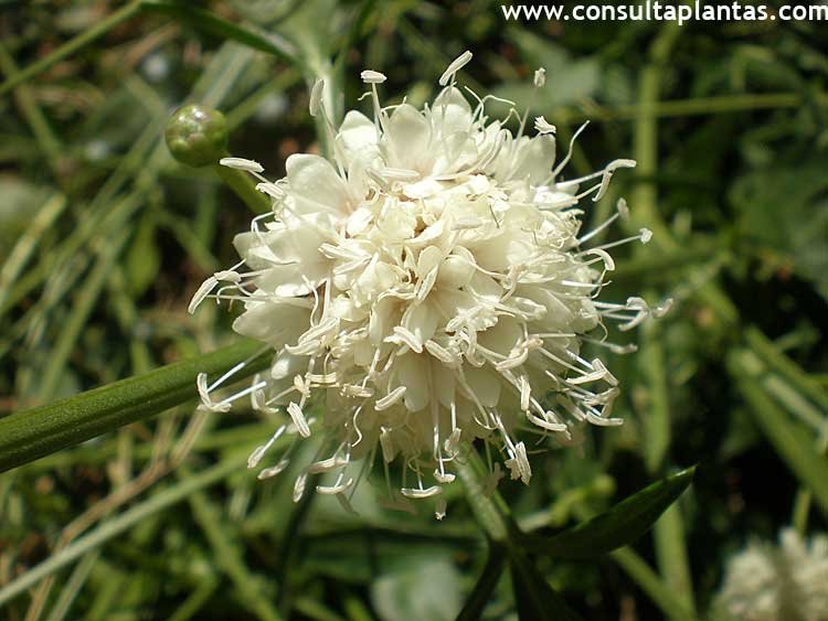 Cephalaria squamiflora
