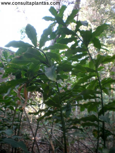 Costus spicatus