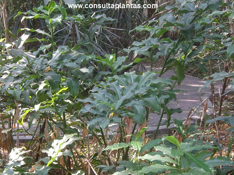 Costus spicatus