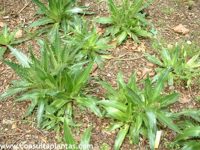 Eryngium bromeliifolius