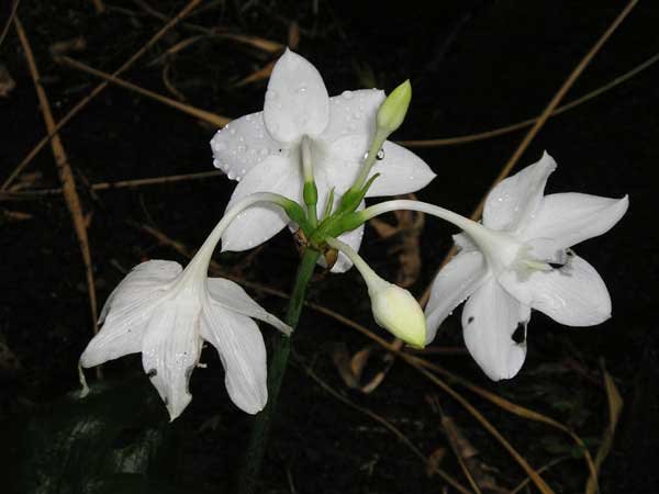 Eucharis grandiflora