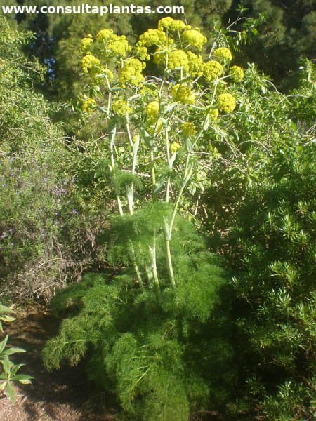 Ferula lancerottensis
