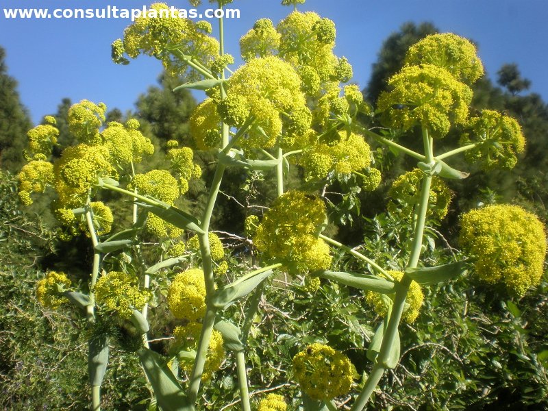 Ferula lancerottensis