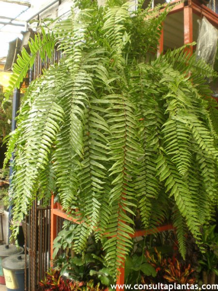 Goniophlebium subauriculatum