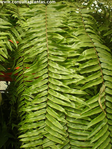 Goniophlebium subauriculatum