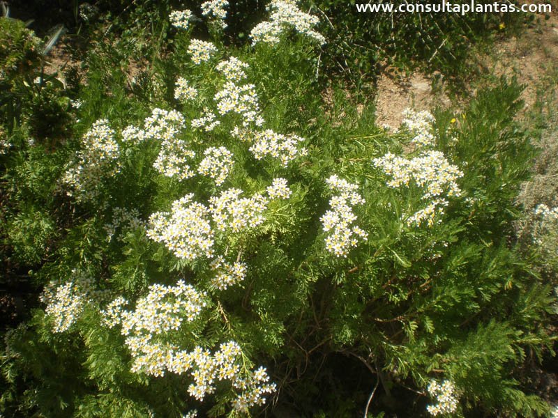 Gonospermum ferulaceum