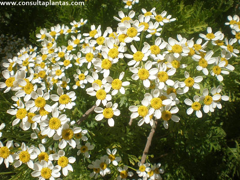 Gonospermum ferulaceum