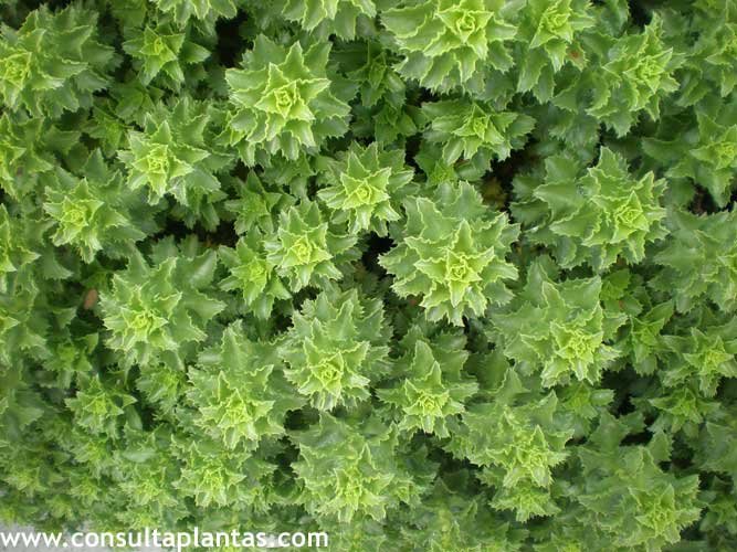 Haplopappus foliosus