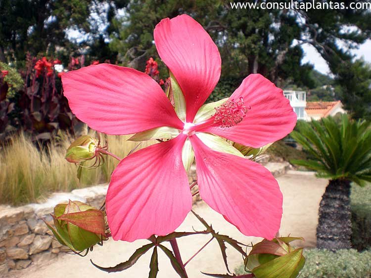 Hibiscus coccineus