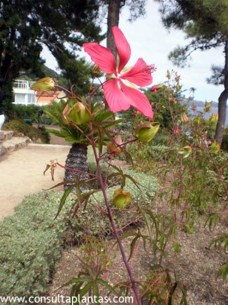 Hibiscus coccineus