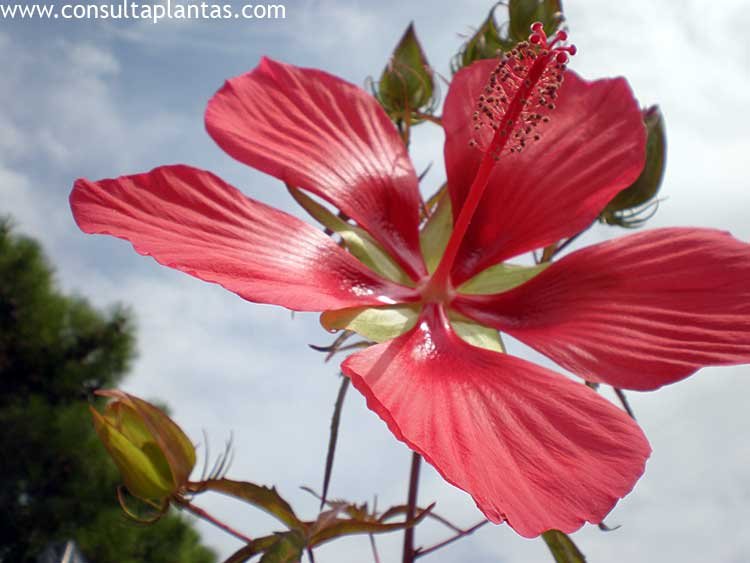 Hibiscus coccineus
