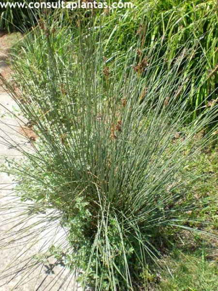 Juncus acutus
