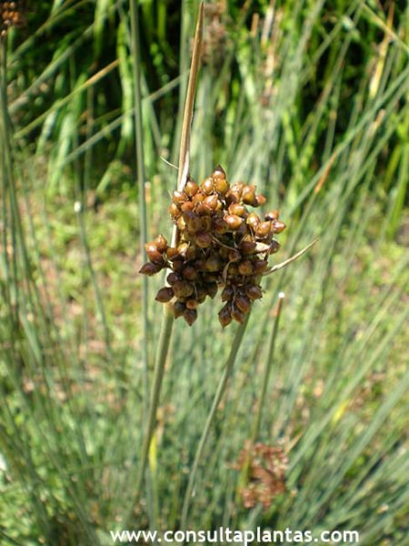 Juncus acutus