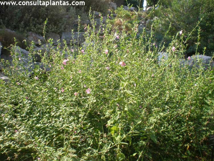 Kosteletzkya pentacarpa