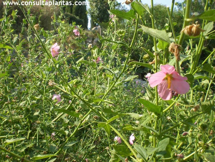 Kosteletzkya pentacarpa