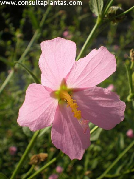 Kosteletzkya pentacarpa