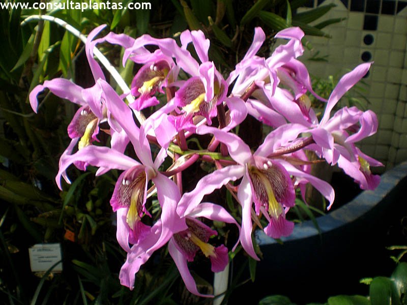 Laelia superbiens