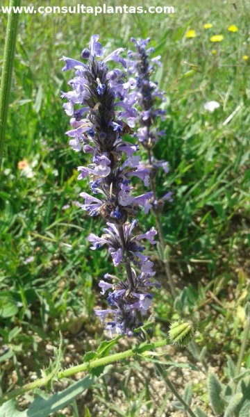 Nepeta teydea
