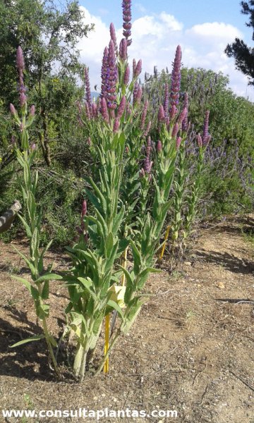 Nepeta tuberosa