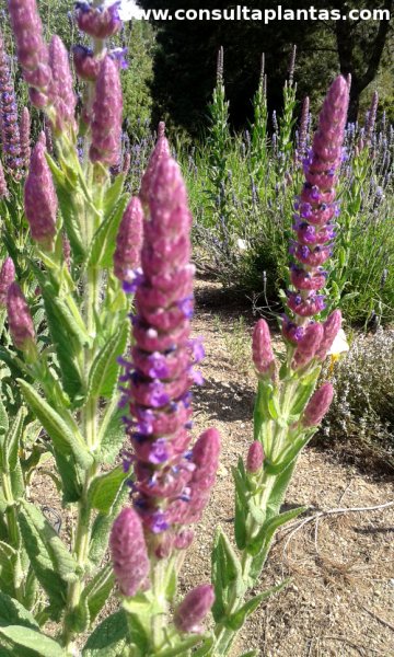 Nepeta tuberosa