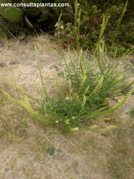 Reseda lutea