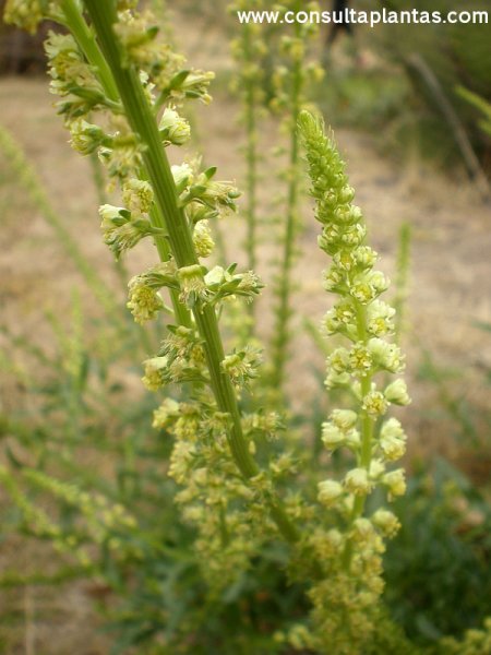 Reseda lutea