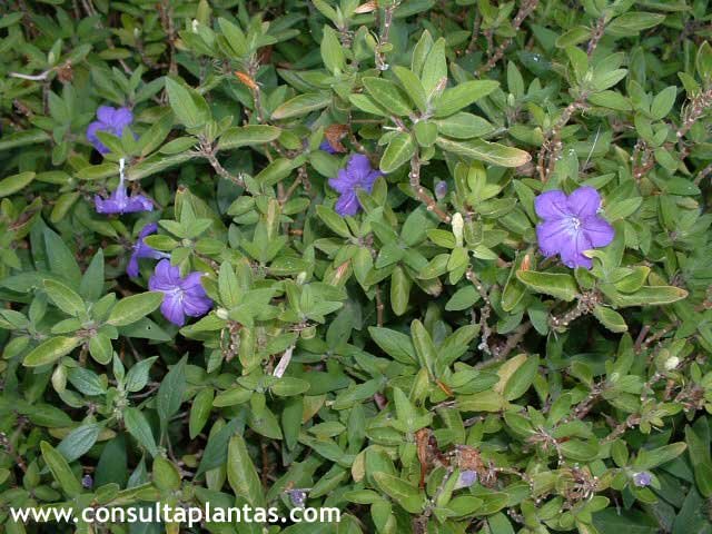 Ruellia strepens